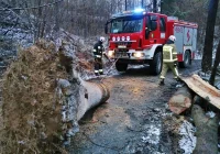 Powalone drzewa, uszkodzone dachy. Blisko 40 interwencji straży związanych z silnym wiatrem - zdjęcie główne