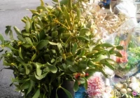 'Las' z jemioły na sądeckich targowiskach - zdjęcie główne