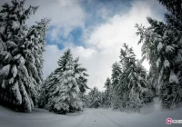 Jodły pilnie poszukiwane - zdjęcie główne