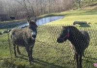 Żywa szopka w Żeleźnikowej już powstaje - zdjęcie główne