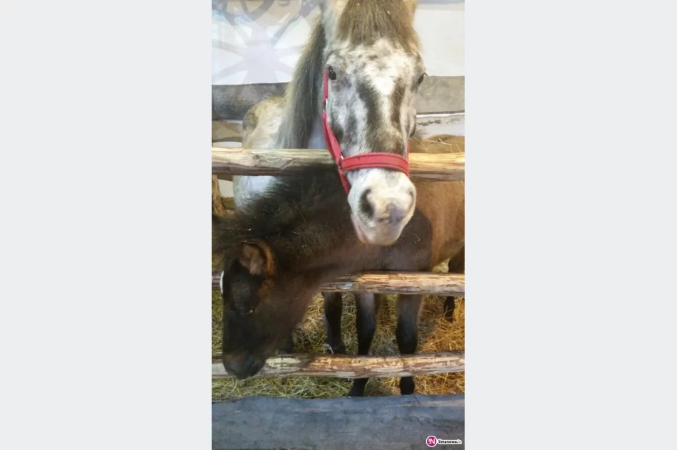 U Cystersów będzie żywa szopka, a do kupienia ekologicznie hodowany karp - zdjęcie 2