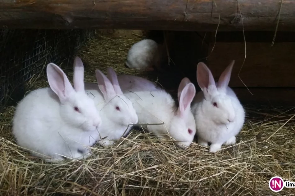U Cystersów będzie żywa szopka, a do kupienia ekologicznie hodowany karp - zdjęcie 3