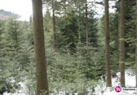 Nowa metoda przeciw kradzieży choinek - zdjęcie główne