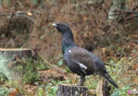 Towarzyski głuszec spacerował po centrum Krynicy - zdjęcie główne