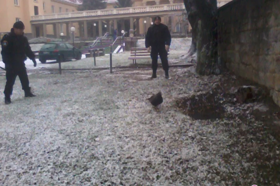 Towarzyski głuszec spacerował po centrum Krynicy - zdjęcie 2