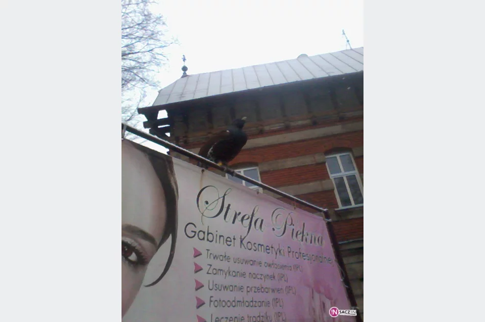 Towarzyski głuszec spacerował po centrum Krynicy - zdjęcie 3