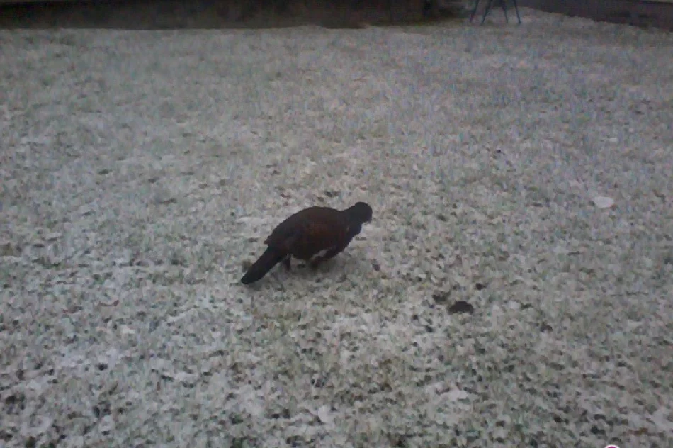 Towarzyski głuszec spacerował po centrum Krynicy - zdjęcie 4