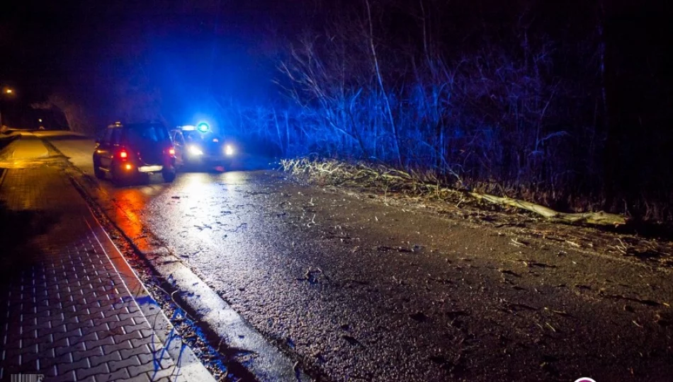 Złamany konar spadł na przejeżdżający drogą samochód - zdjęcie 1