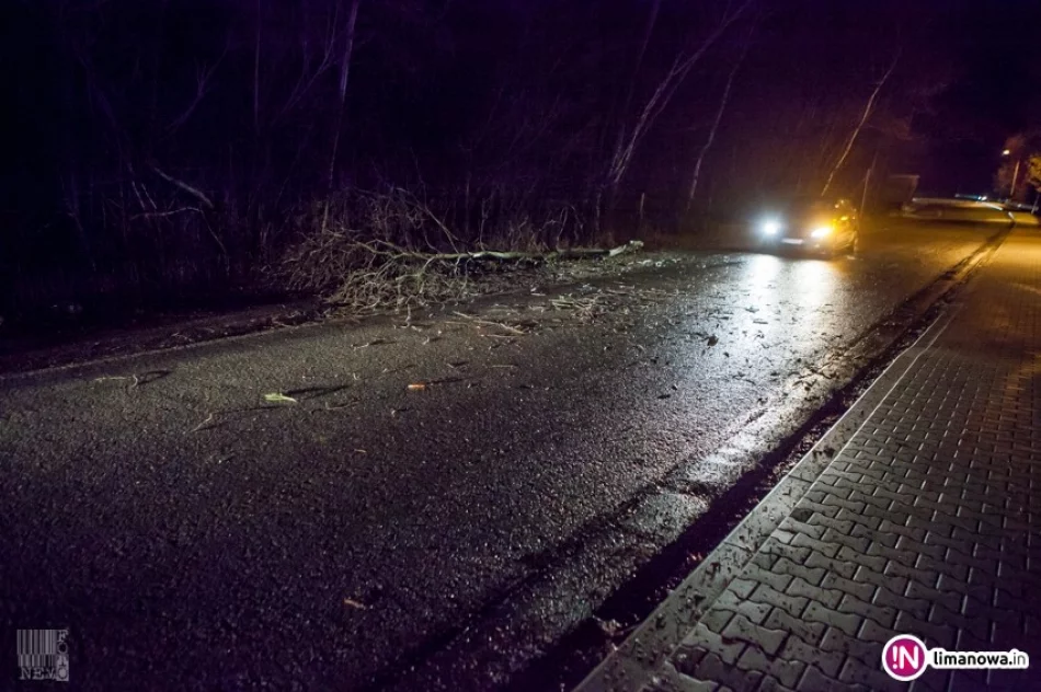 Złamany konar spadł na przejeżdżający drogą samochód - zdjęcie 2