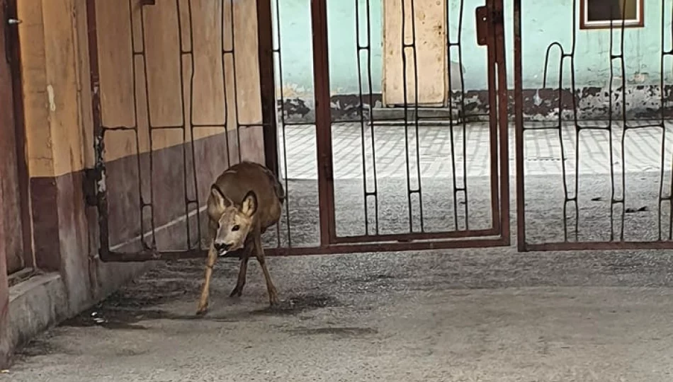 Sarna uwięziona w bramie w centrum miasta - zwierzę uwolnili strażacy - zdjęcie 1