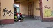 Sarna uwięziona w bramie w centrum miasta - zwierzę uwolnili strażacy - zdjęcie 2