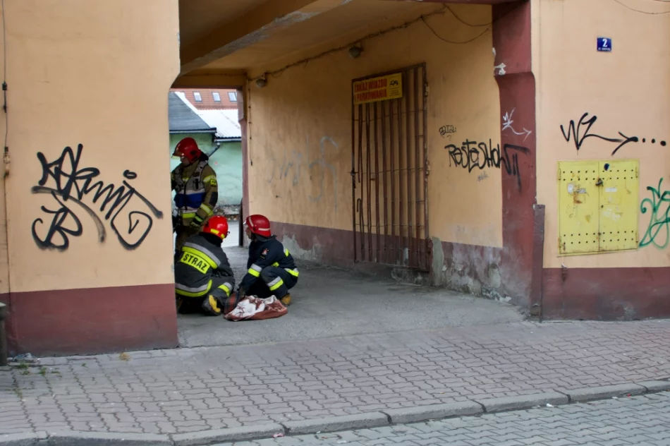Sarna uwięziona w bramie w centrum miasta - zwierzę uwolnili strażacy - zdjęcie 2