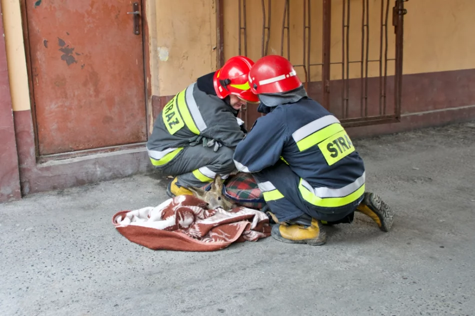 Sarna uwięziona w bramie w centrum miasta - zwierzę uwolnili strażacy - zdjęcie 3