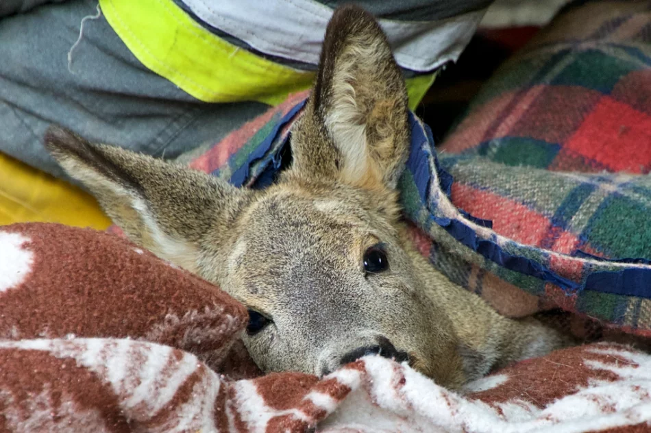 Sarna uwięziona w bramie w centrum miasta - zwierzę uwolnili strażacy - zdjęcie 4