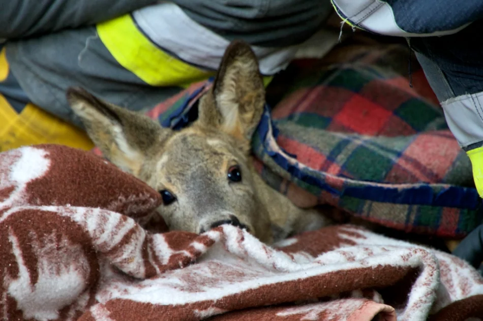 Sarna uwięziona w bramie w centrum miasta - zwierzę uwolnili strażacy - zdjęcie 8
