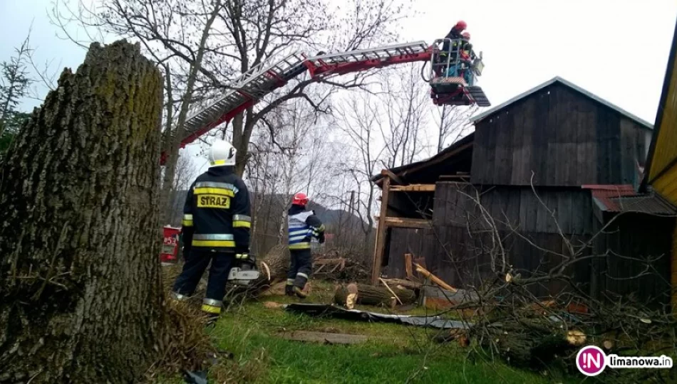 Powalone na budynek drzewo i zerwany dach - interwencje straży - zdjęcie 1