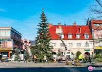 Choinka już stoi, na iluminację trzeba jeszcze poczekać - zdjęcie główne