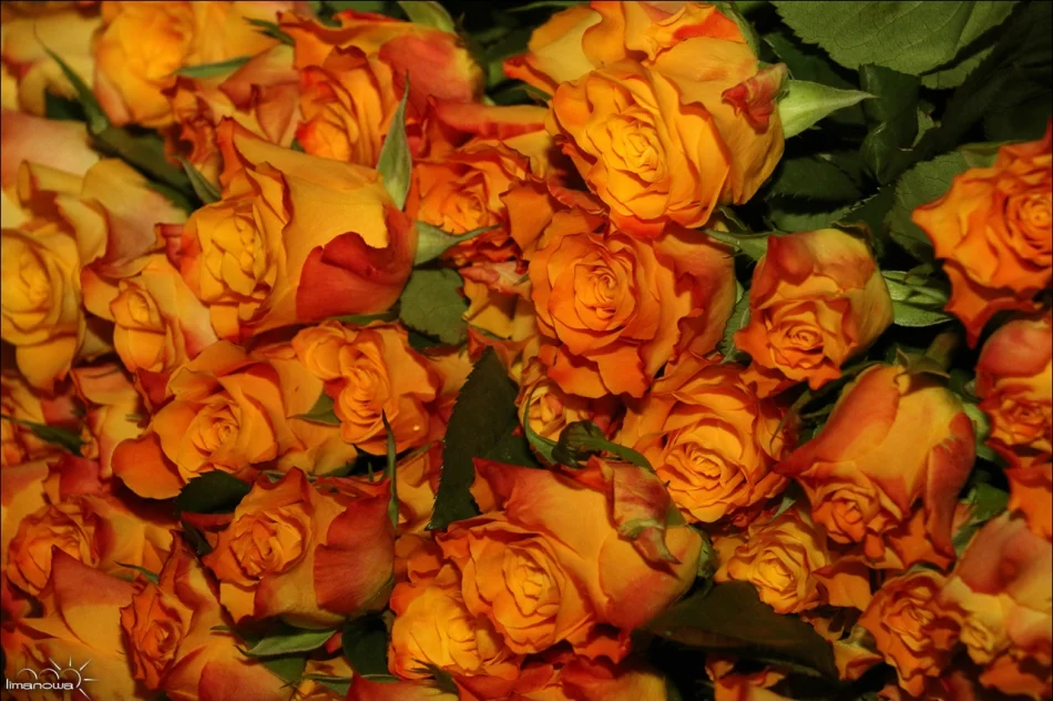 BLUE CAFE DLA WSZYSTKICH KOBIET - zdjęcie 5