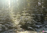 Złodzieje drzewek miejcie się na baczności! - zdjęcie główne