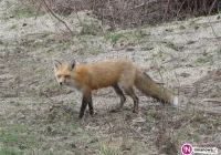 Myśliwi zastrzelili lisa, jak się okazało był wściekły. Wyznaczono obszar zagrożony - zdjęcie główne