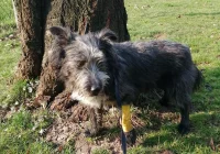 Szukamy właściciela lub opiekuna dla psa - zdjęcie główne