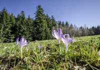 W piątek rozpoczyna się astronomiczna wiosna - zdjęcie główne