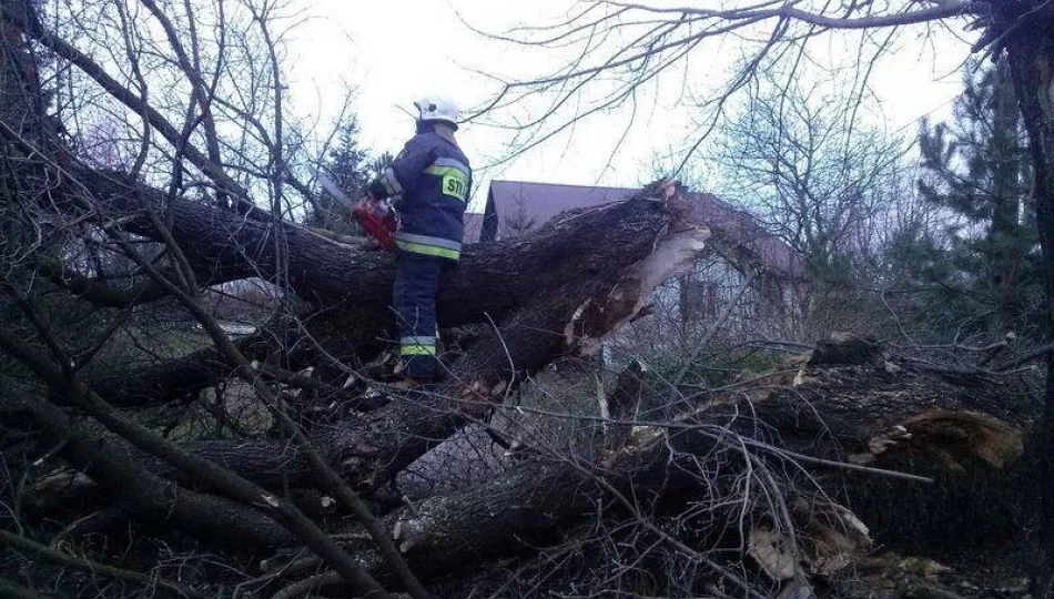 Silny wiatr zrywał linie energetyczne i łamał drzewa - zdjęcie 1