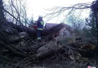 Silny wiatr zrywał linie energetyczne i łamał drzewa - zdjęcie główne