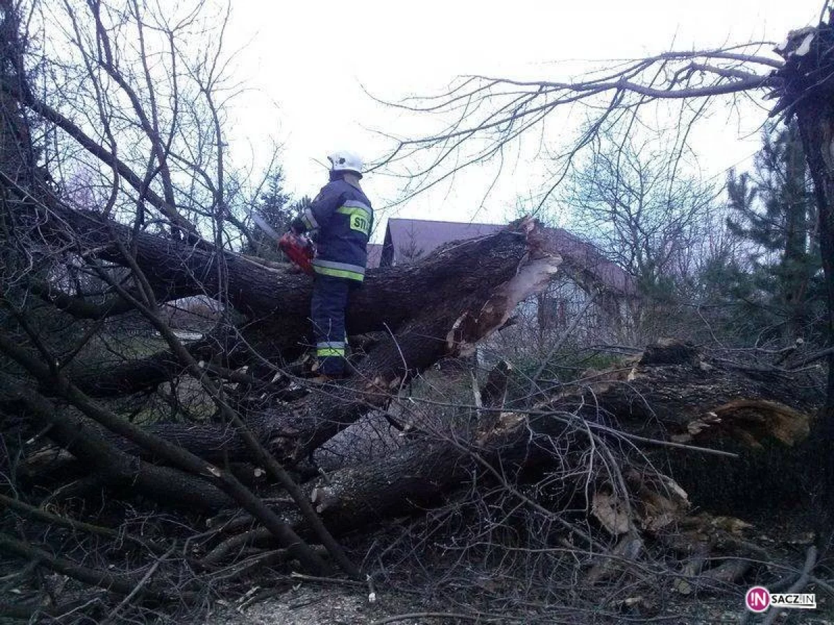 Silny wiatr zrywał linie energetyczne i łamał drzewa