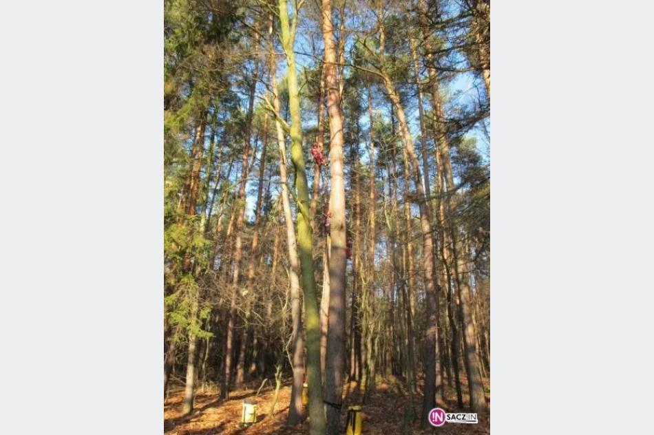 Warsztaty z zakresu ewakuacji z drzew w Tarnowskich Górach - zdjęcie 4