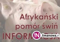 Wirus ASF u świń - komunikat Powiatowego Lekarza Weterynarii - zdjęcie główne