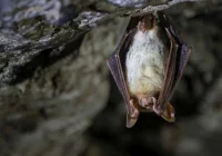 Prof. Tryjanowski o roli zwierząt i ludzi w rozprzestrzenianiu się wirusów - zdjęcie główne