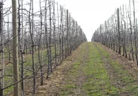 Obok pandemii rozwija się kolejne wielkie zagrożenie - zdjęcie główne