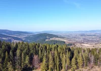 "Zakazy wchodzenia do lasu są bez podstawy prawnej" - zdjęcie główne
