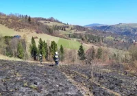 Nie ustaje problem pożarów traw. Policja nakłada mandaty na podpalaczy - zdjęcie główne