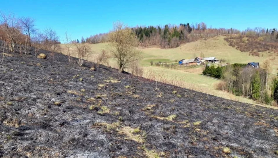 Za wypalanie traw grozi od dziś 30 tys. zł grzywny - zdjęcie 1