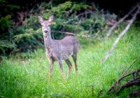 Zakaz wstępu do lasu - przyroda odżyła - zdjęcie główne