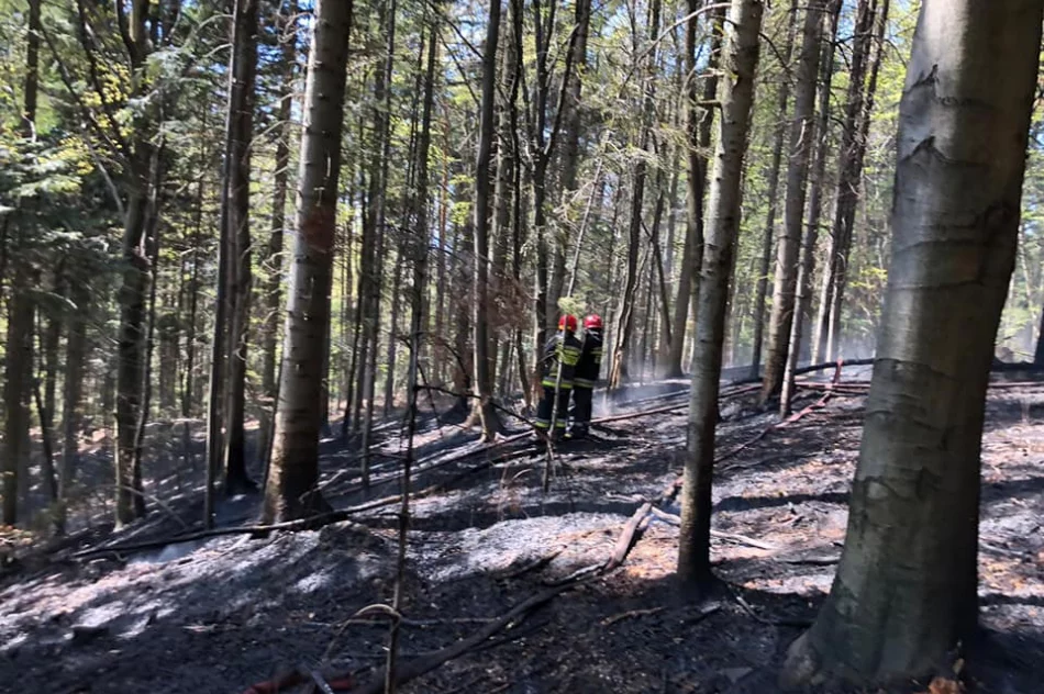 Pożar lasu – z ogniem walczyło 42 strażaków  - zdjęcie 2