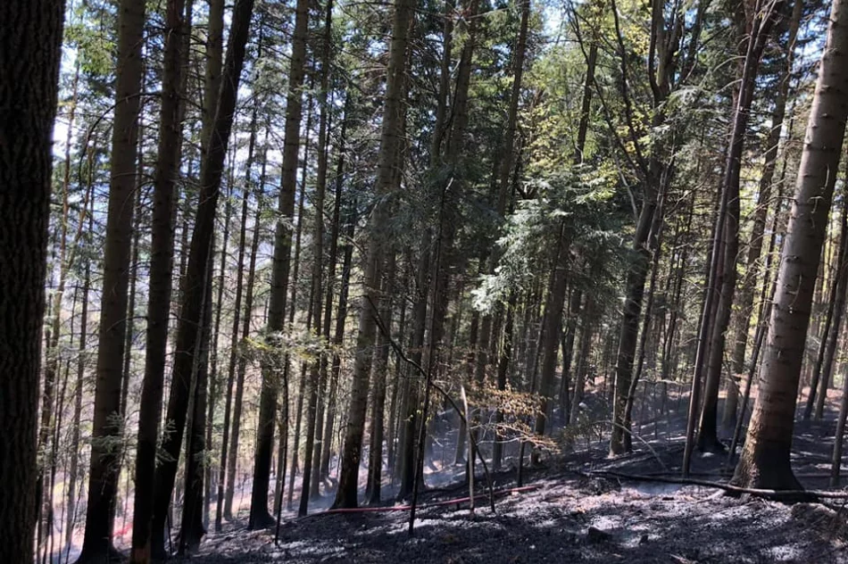 Pożar lasu – z ogniem walczyło 42 strażaków  - zdjęcie 3