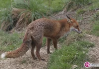 Wścieklizna - potwierdzony przypadek na Limanowszczyźnie - zdjęcie główne