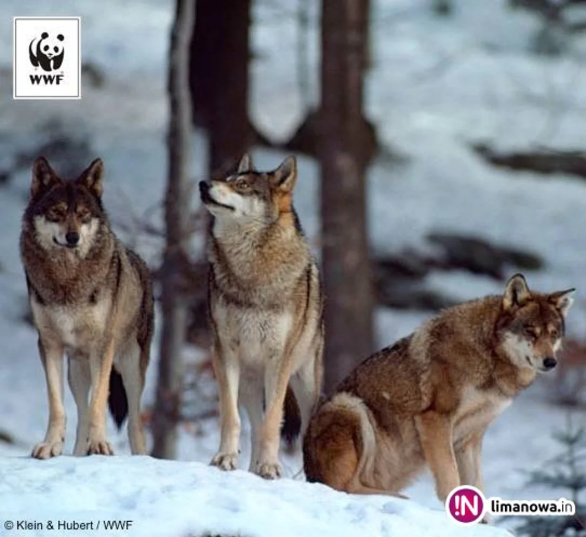 WWF prosi o 'adopcje wilków'
