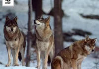 WWF prosi o 'adopcje wilków' - zdjęcie główne