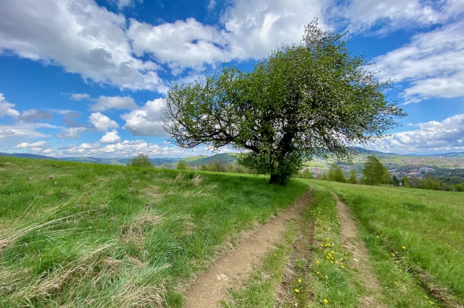 Wieża widokowa na Mogielicy została zamknięta. Dużo turystów na szlakach - zdjęcie 5