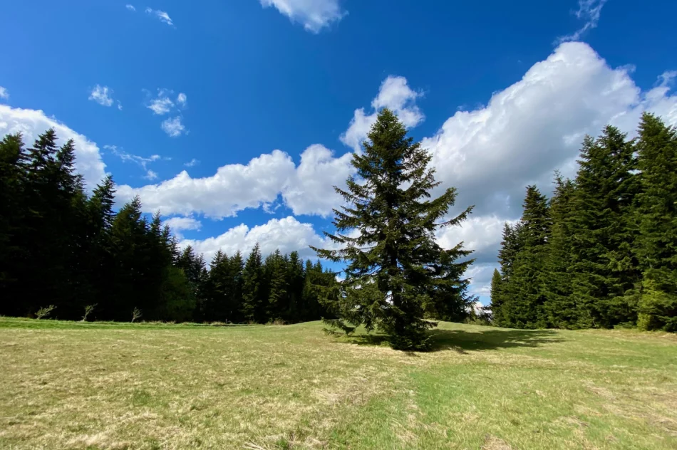 Wieża widokowa na Mogielicy została zamknięta. Dużo turystów na szlakach - zdjęcie 20
