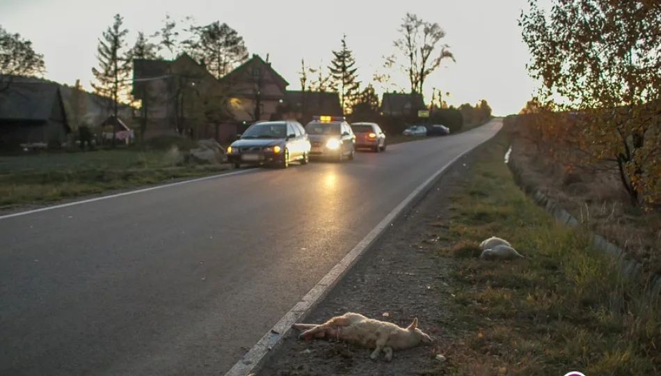 Jagnięta zginęły pod kołami auta - zdjęcie 1