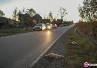 Jagnięta zginęły pod kołami auta - zdjęcie główne