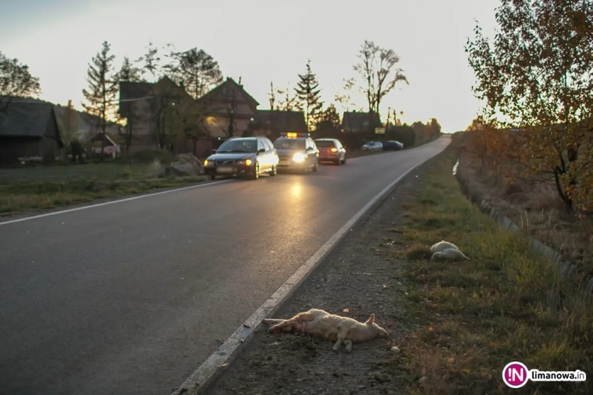 Jagnięta zginęły pod kołami auta