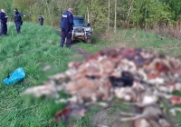 Na polnej drodze wyrzucono 2 tony zwierzęcych wnętrzności (uwaga, drastyczne zdjęcia) - zdjęcie główne