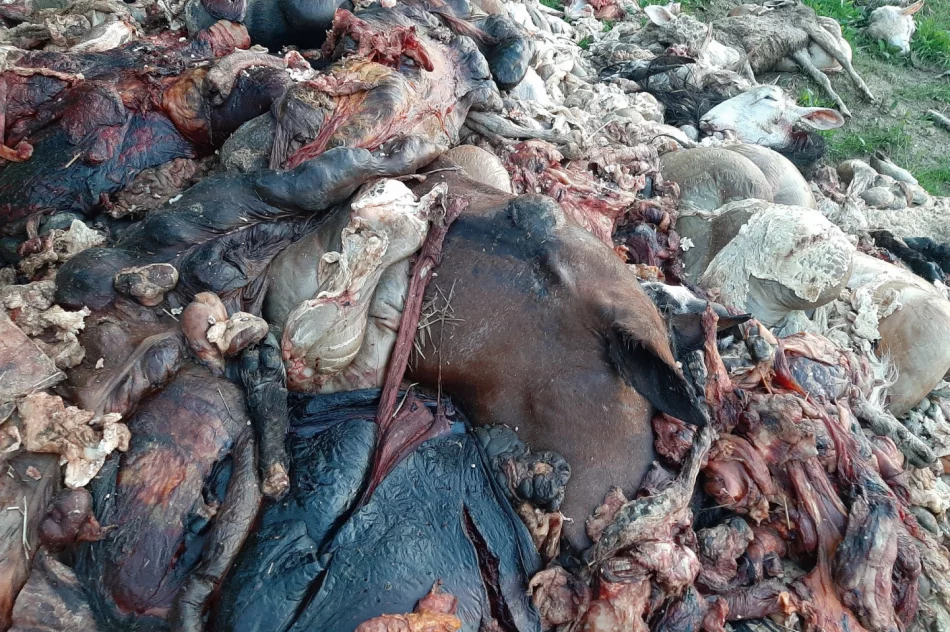 Na polnej drodze wyrzucono 2 tony zwierzęcych wnętrzności (uwaga, drastyczne zdjęcia) - zdjęcie 2