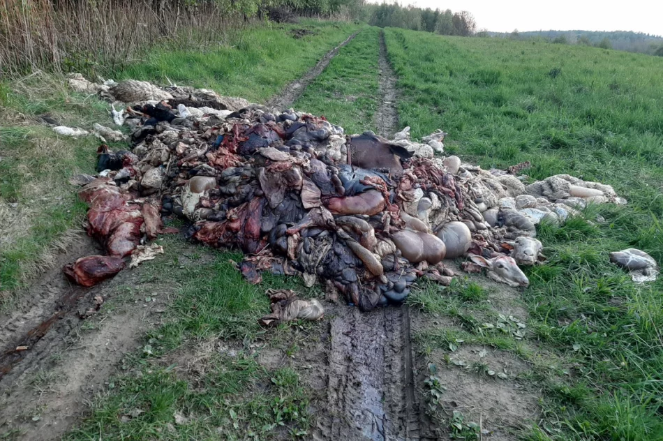 Na polnej drodze wyrzucono 2 tony zwierzęcych wnętrzności (uwaga, drastyczne zdjęcia) - zdjęcie 3